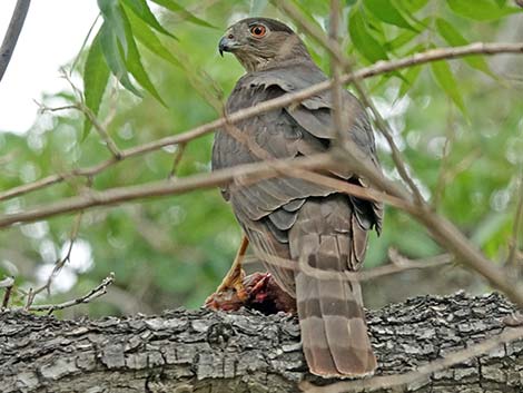 Cooper’s Hawk (Accipiter cooperii)