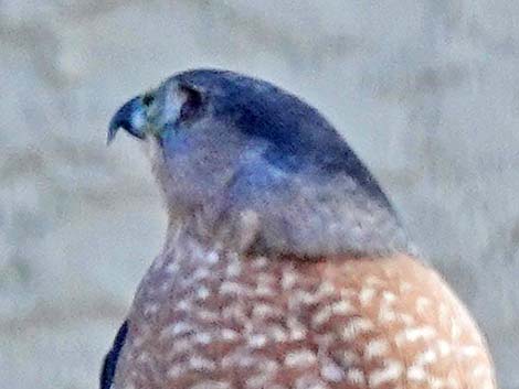 Cooper’s Hawk (Accipiter cooperii)