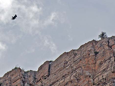 Golden Eagle (Aquila chrysaetos)