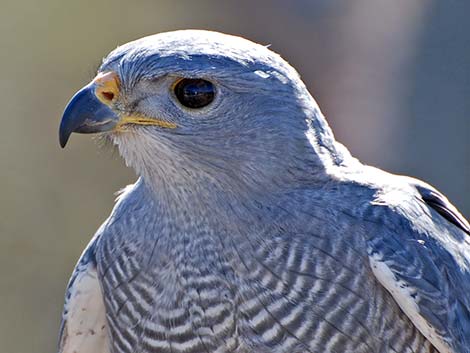 Gray Hawk (Buteo nitidus)