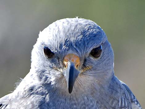 Gray Hawk (Buteo nitidus)