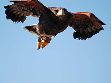 Harris' Hawk (Parabuteo unicinctus)