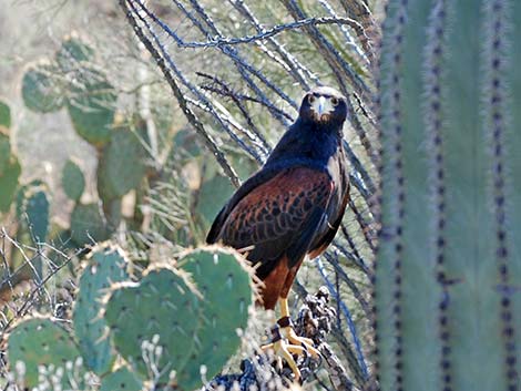 Harris' Hawk (Parabuteo unicinctus)