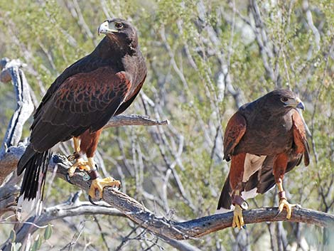 Harris' Hawk (Parabuteo unicinctus)