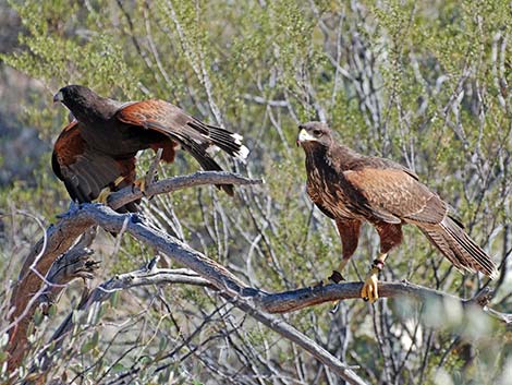 Harris' Hawk (Parabuteo unicinctus)