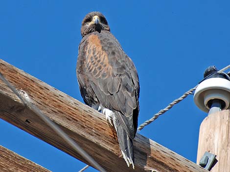 Harris' Hawk (Parabuteo unicinctus)