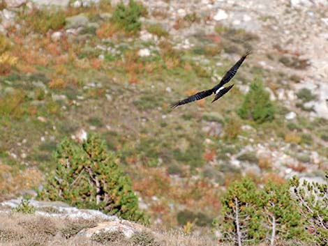 Northern Harrier (Circus cyaneus)