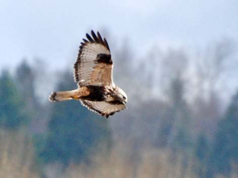 Rough-legged Hawk (Buteo lagopus)