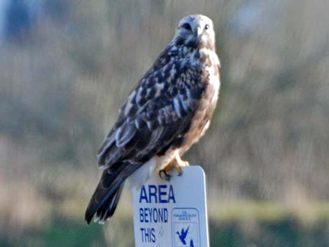 Rough-legged Hawk (Buteo lagopus)