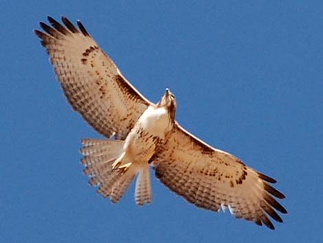 red-tailed hawk