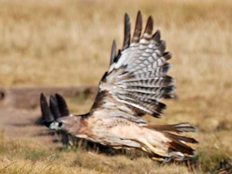 Red-tailed Hawk (Buteo jamaicensis)