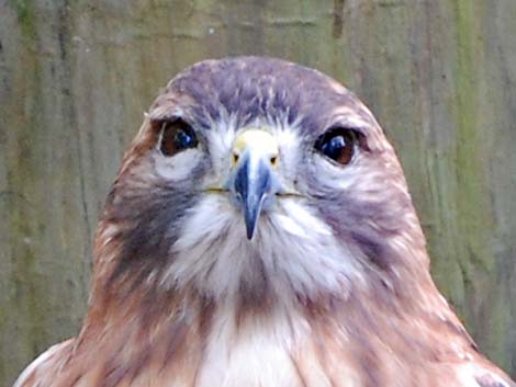 Red-tailed Hawk (Buteo jamaicensis)