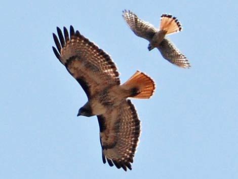 Red-tailed Hawk (Buteo jamaicensis)