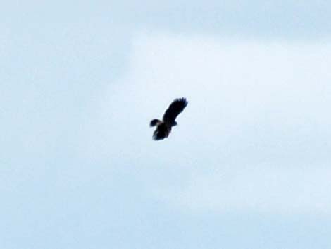 Hook-billed Kite (Chondrohierax uncinatus)