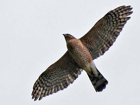 Sharp-shinned Hawk (Accipiter striatus)