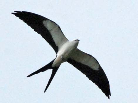 Swallow-tailed Kite (Elanoides forficatus)