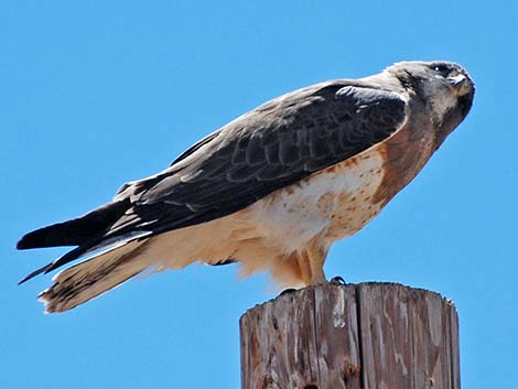 Swainson's Hawk (Buteo swainsoni)