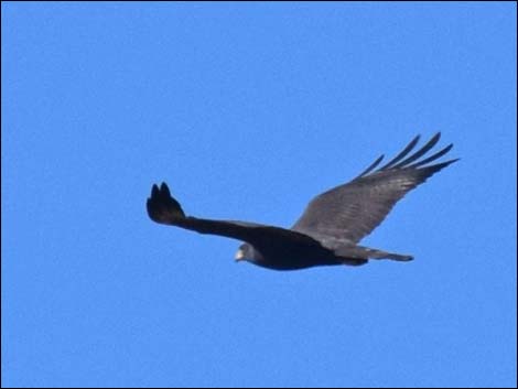 Zone-tailed Hawk (Buteo albonotatus)