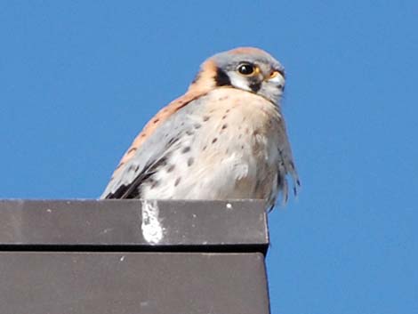 American Kestrel (Falco sparverius)