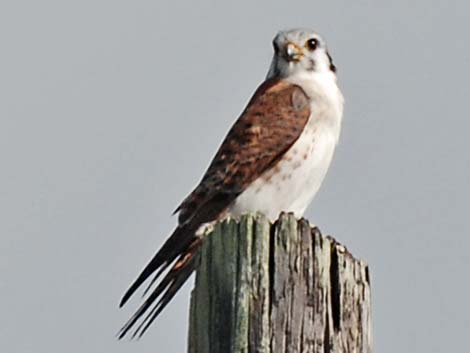 American Kestrel (Falco sparverius)