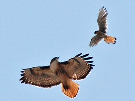 American Kestrel (Falco sparverius)