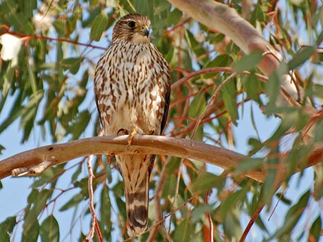 Merlin (Falco columbarius)