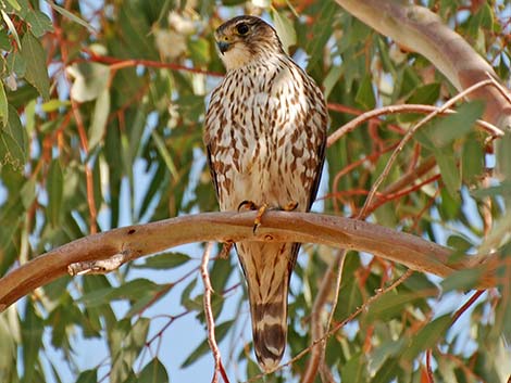 Merlin (Falco columbarius)