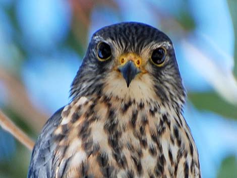 Merlin (Falco columbarius)