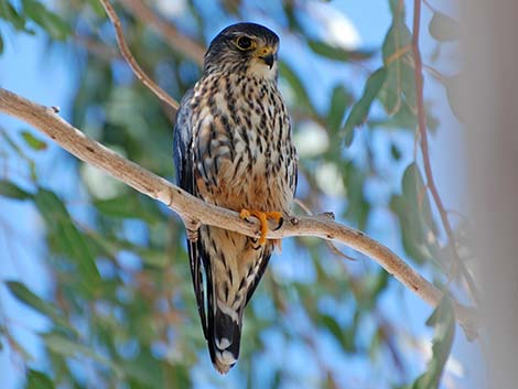 Merlin (Falco columbarius)