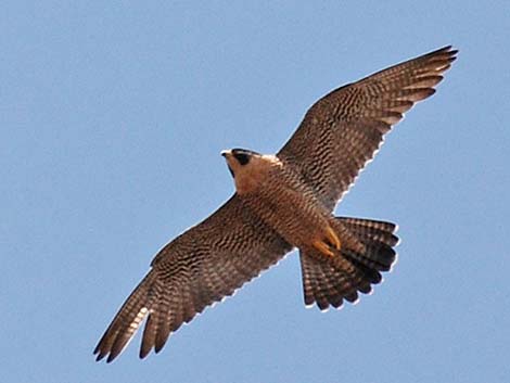 Peregrine Falcon