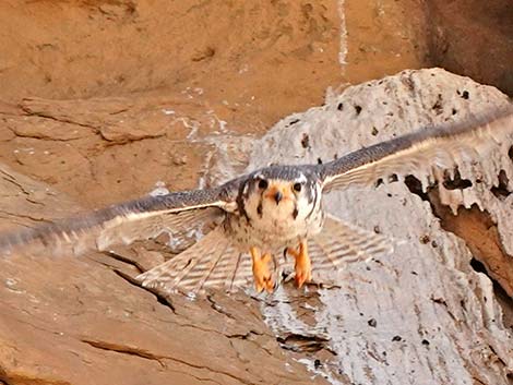 Prairie Falcon (Falco mexicanus)