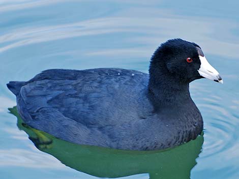 American Coot (Fulica americana)