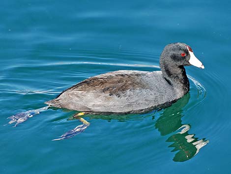 American Coot (Fulica americana)