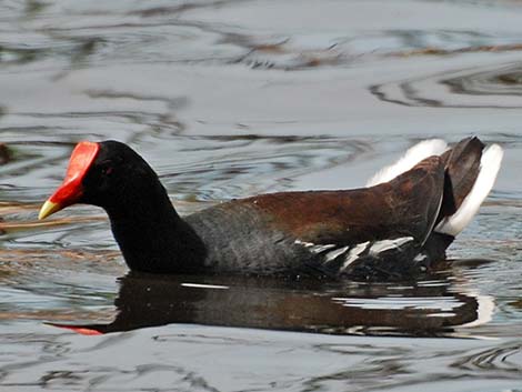 Common Gallinule (Gallinula galeata)