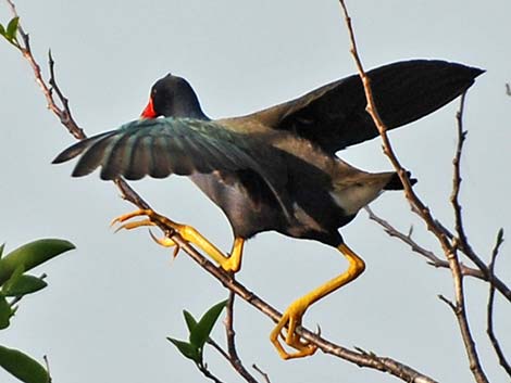 Purple Gallinule (Porphyrio martinicus)