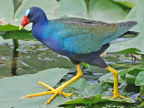 Purple Gallinule (Porphyrio martinicus)