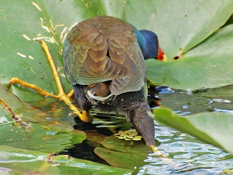 Purple Gallinule (Porphyrio martinicus)