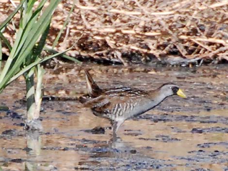 Sora (Porzana carolina)