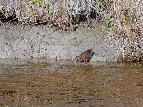 Virginia Rail (Rallus limicola)