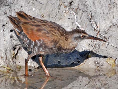 Virginia Rail (Rallus limicola)