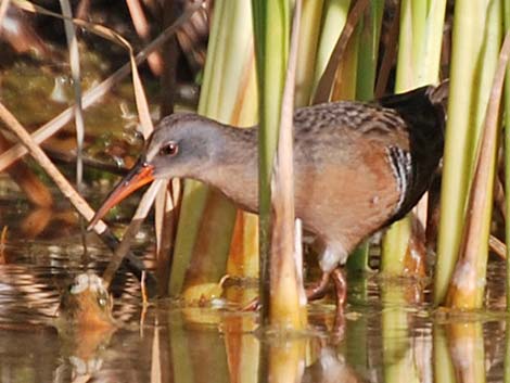 Virginia Rail (Rallus limicola)