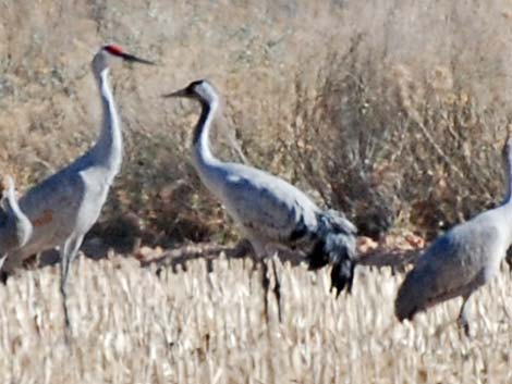 Common Crane (Grus grus)