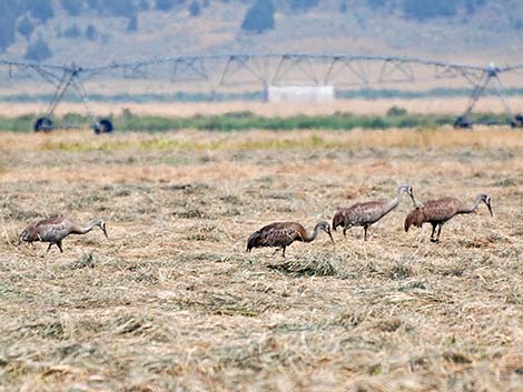 Sandhill Crane (Grus canadensis)