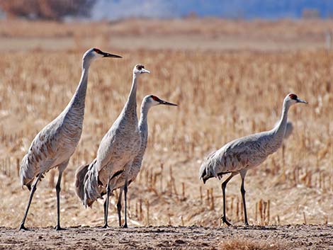 Sandhill Crane (Grus canadensis)