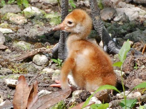 Sandhill Crane (Grus canadensis)