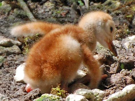 Sandhill Crane (Grus canadensis)