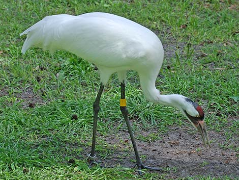 Whooping Crane (Grus americana)