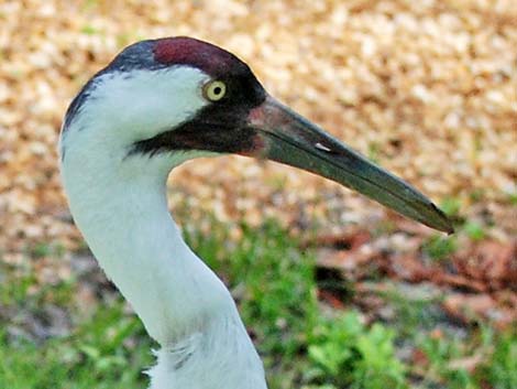 Whooping Crane (Grus americana)