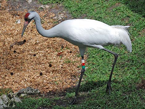 Whooping Crane (Grus americana)