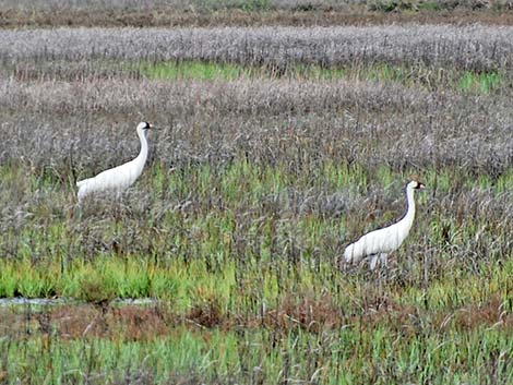 Whooping Crane (Grus americana)